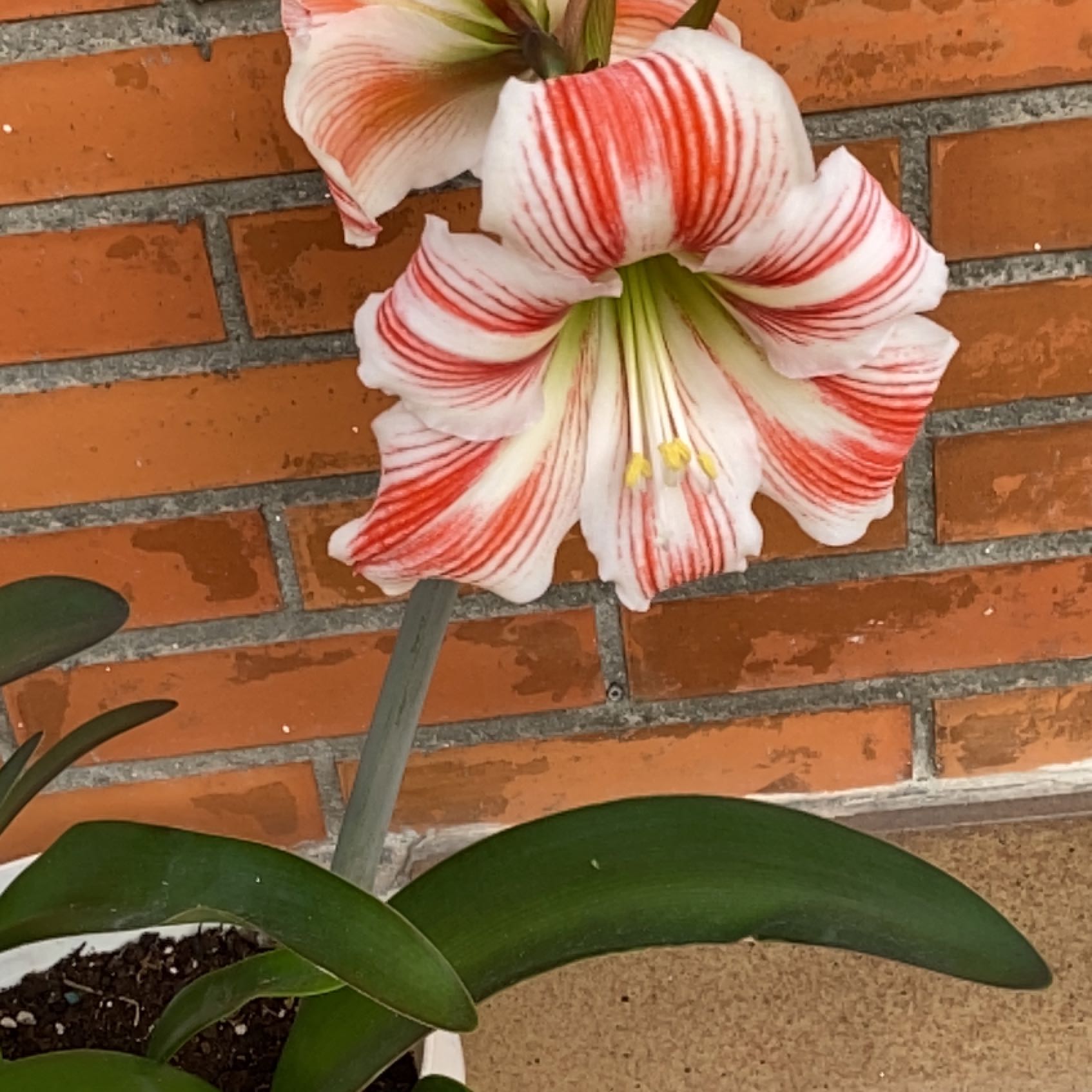 Resurrection Lily with red and white striped flowers in a pot against a brick wall.