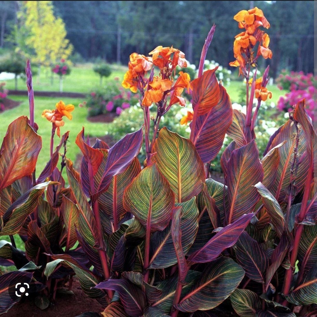 🌡 What Temperature Does My Canna Lily Need?