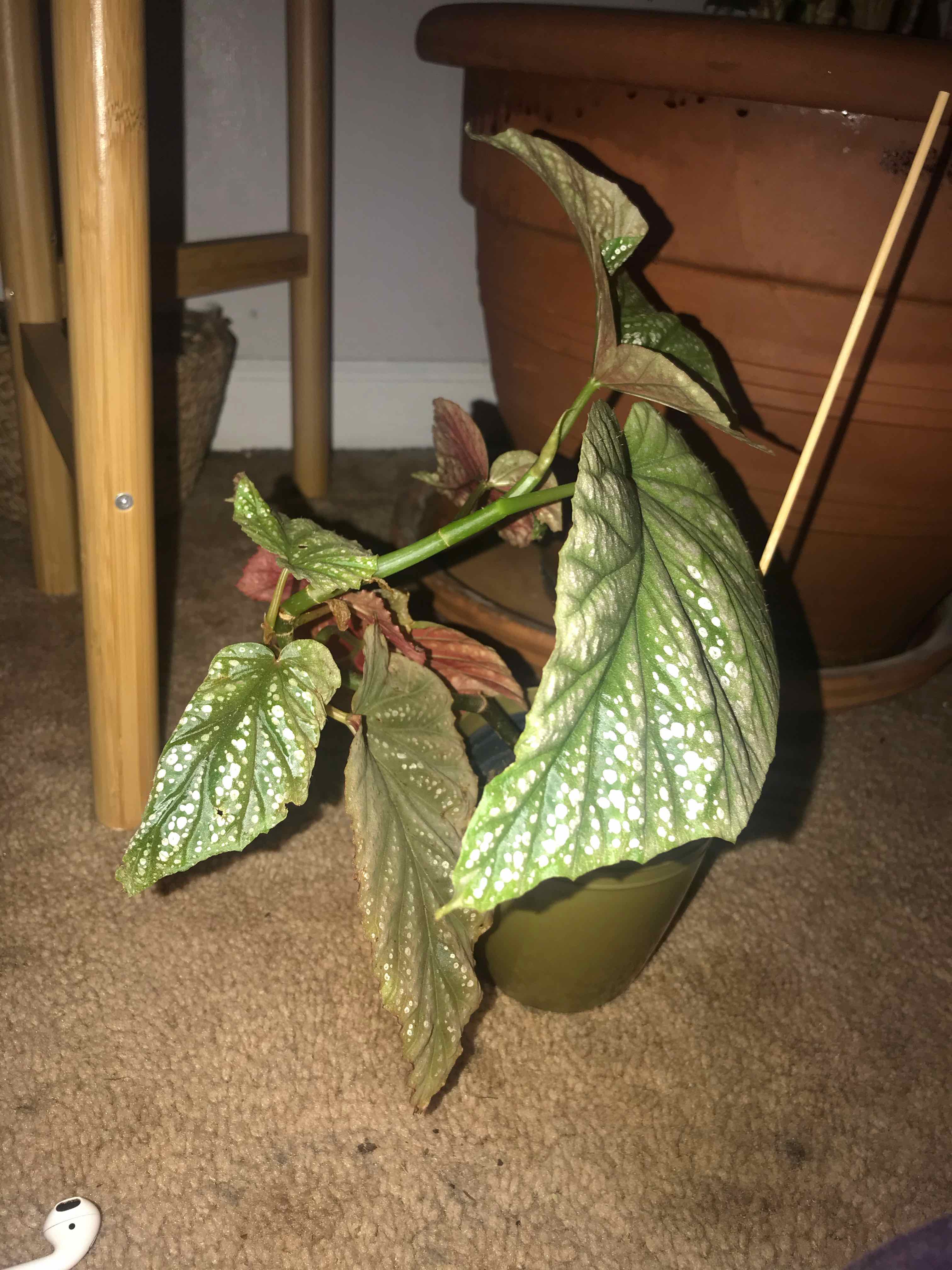 Plant care for Beefsteak Begonia on Greg, the plant care app