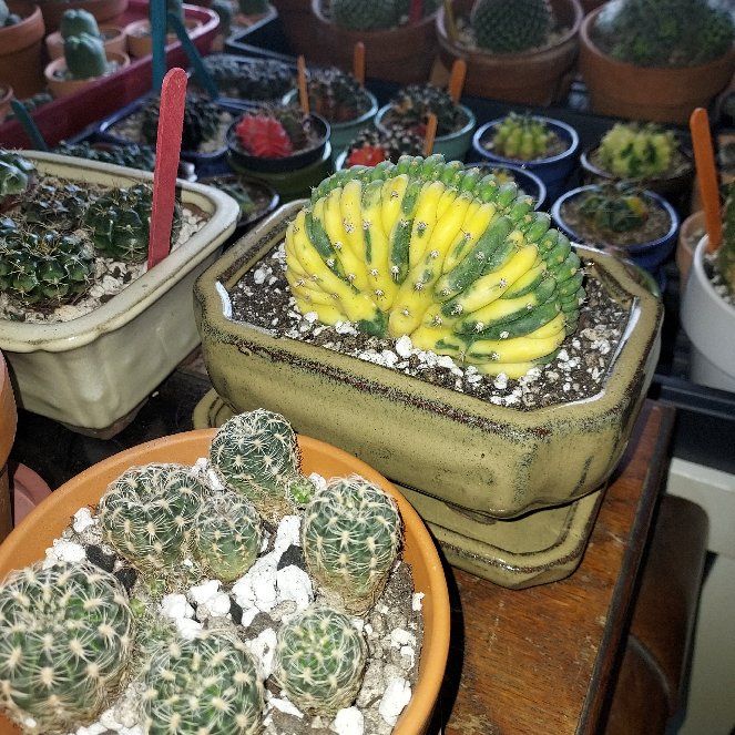 Photo of the plant species Crested San Pedro Cactus by @FullNeslia named 'China Gold' on Greg, the plant care app