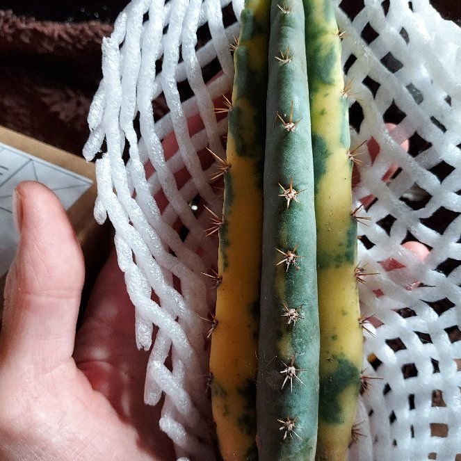 Photo of the plant species Variegated San Pedro Cactus by @FullNeslia named Aristotle on Greg, the plant care app