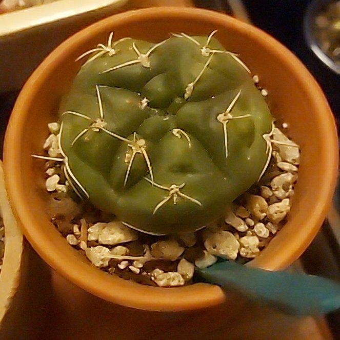 Photo of the plant species Spider Cactus by @FullNeslia named Gymnocalycium horstii on Greg, the plant care app