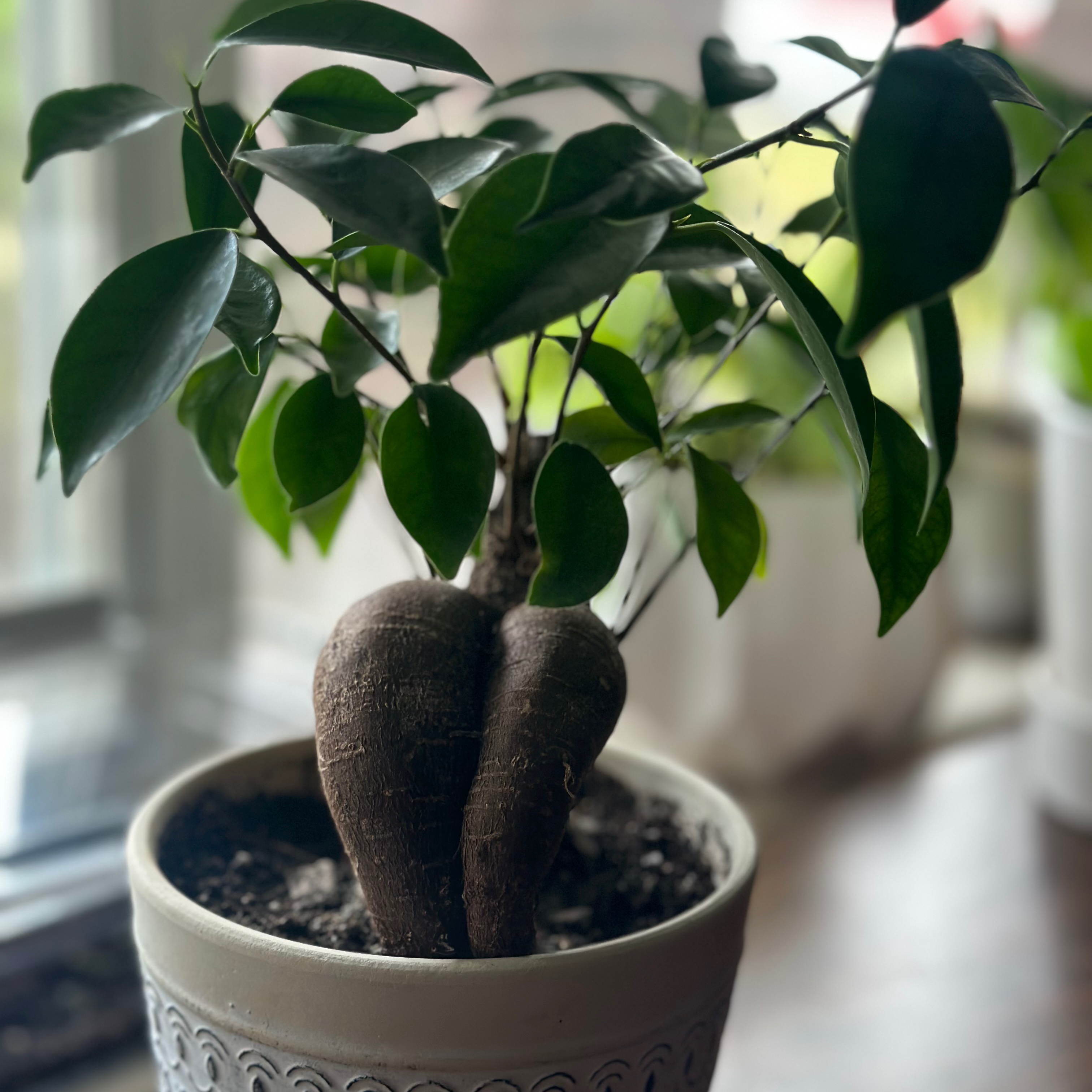 Ficus Bonsai plant in a pot with green leaves and visible soil.