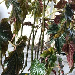 Begonia 'Sophie Cecile' plant