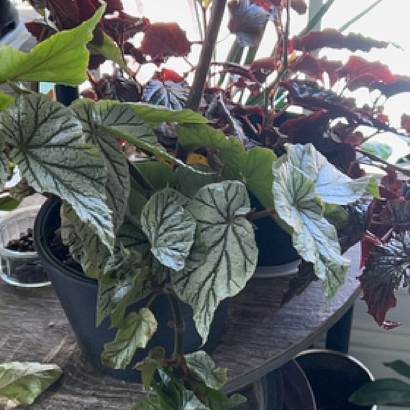 Photo of the plant species Begonia 'Don Miller' by @DiscipleKaraka named Demi on Greg, the plant care app