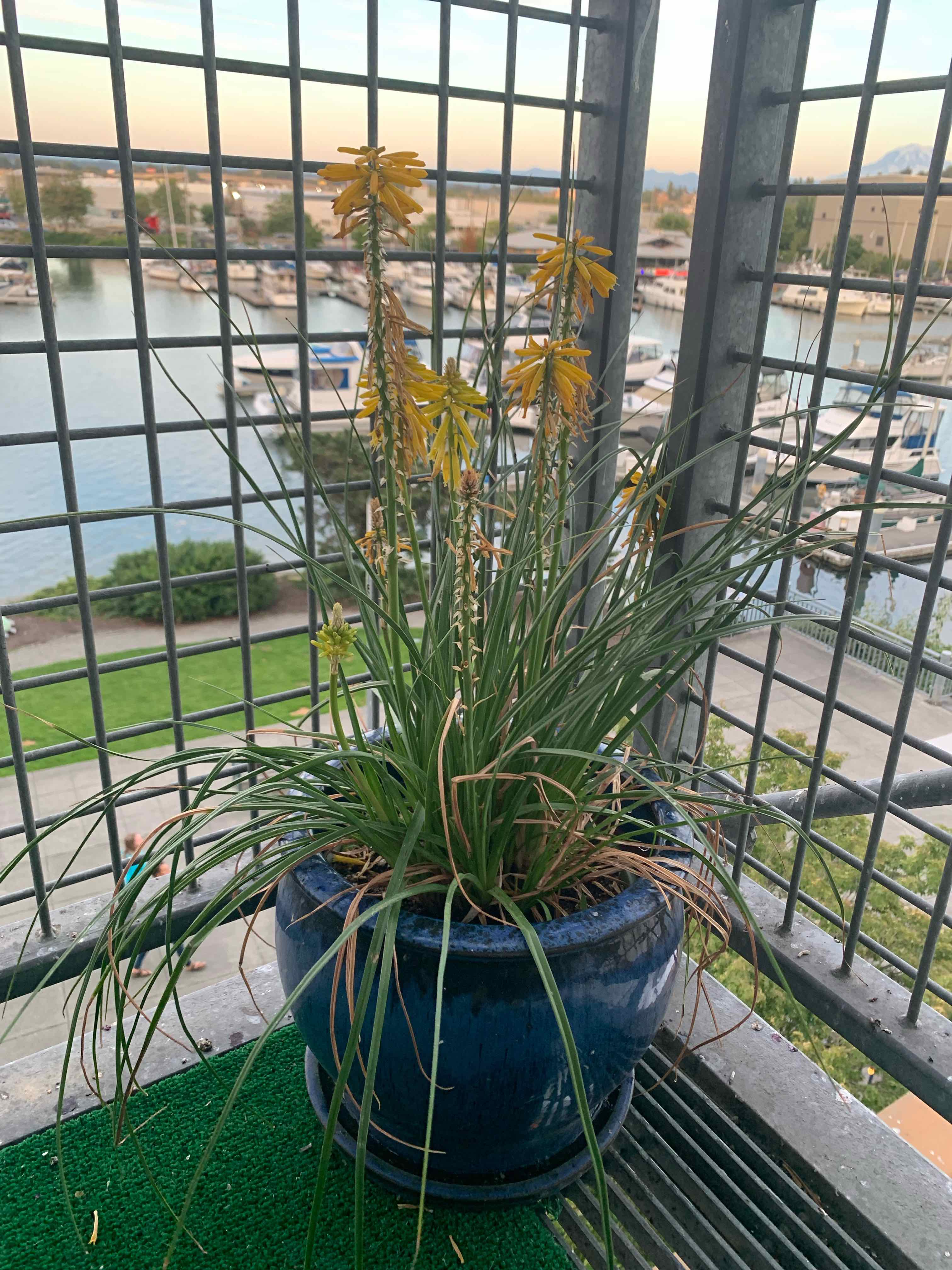 Potted Red Hot Poker plant with yellowing flowers on a balcony overlooking a marina.