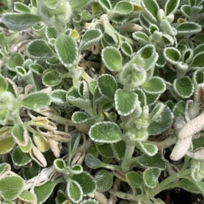 Photo of the plant species Horehound by @SmashingGinger named Sage on Greg, the plant care app