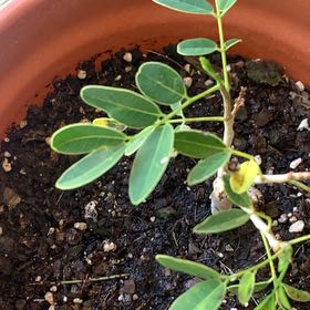 Photo of the plant species Pod Mahogany by @CivilJicaro named Naomi on Greg, the plant care app