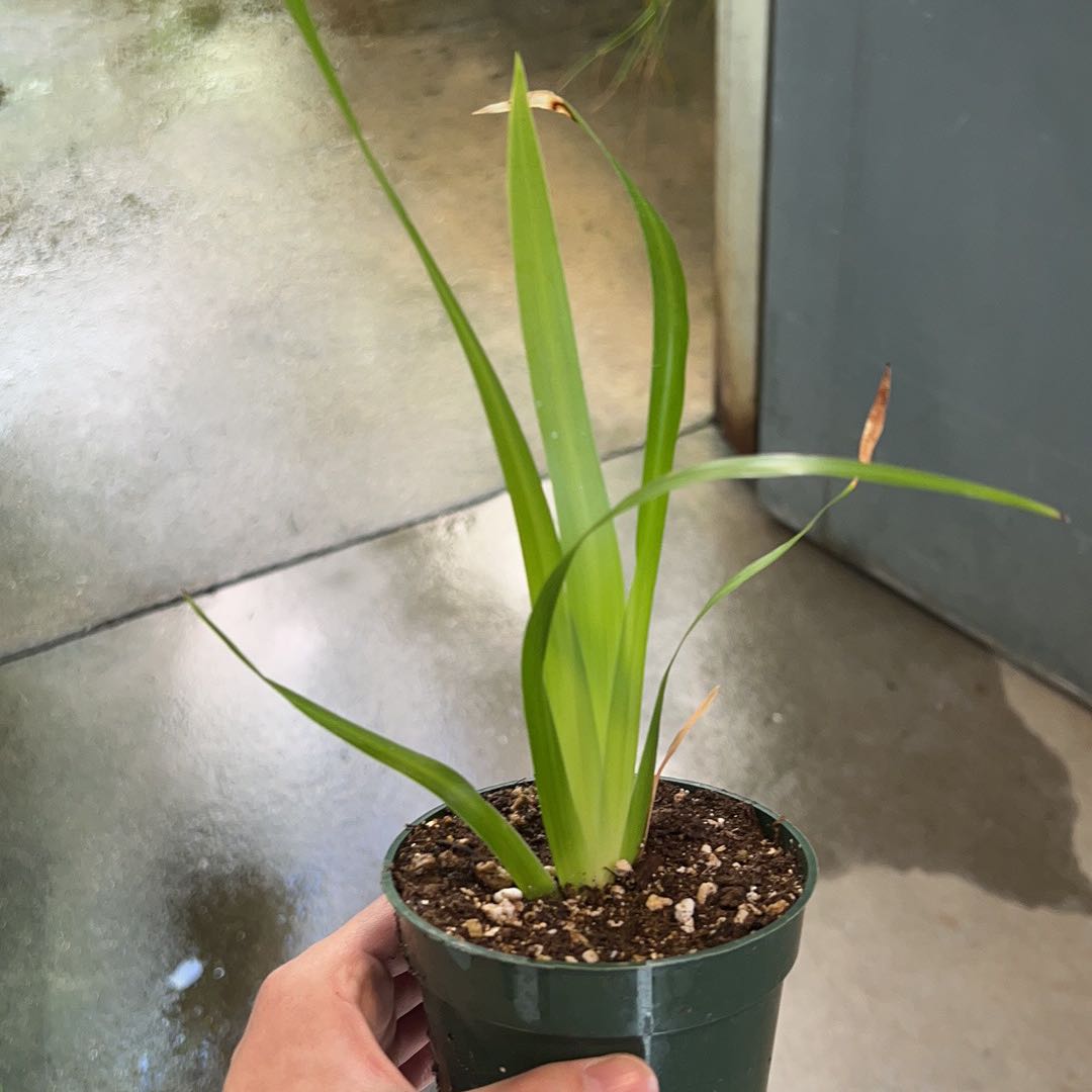 Beach Spiderlily plant in a small pot with some browning leaf tips.