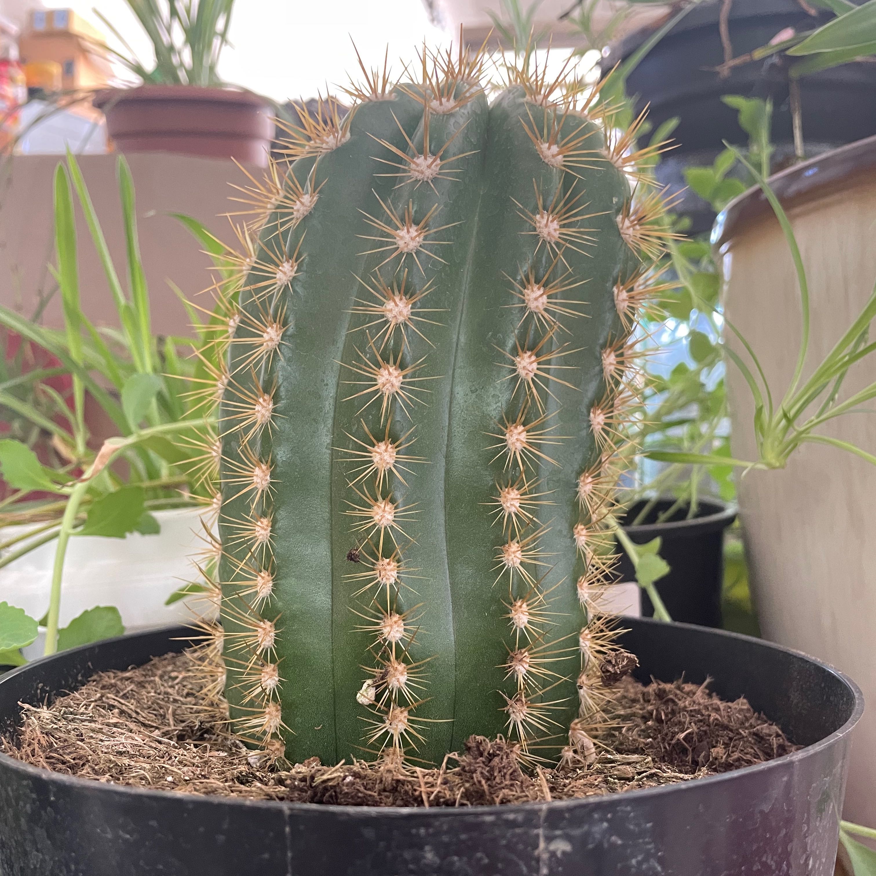 Sun Goddess Barrel Cactus in a pot with visible soil, appears healthy.
