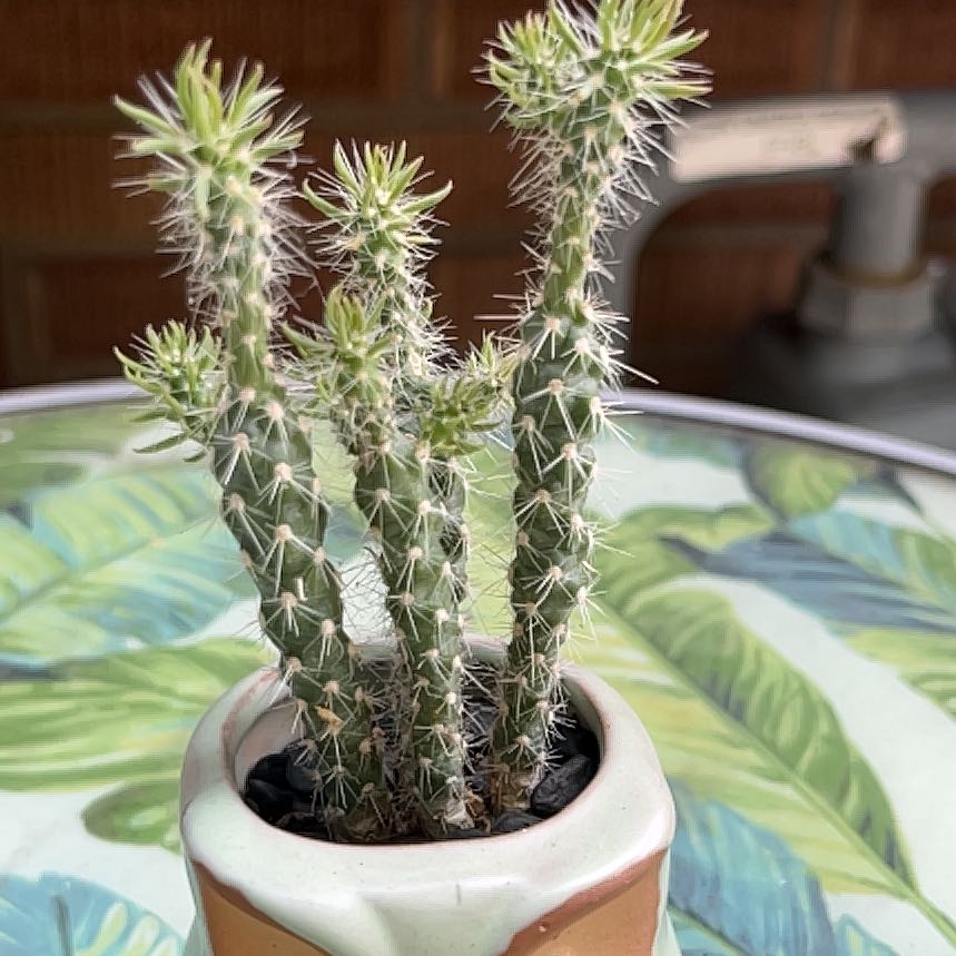 Photo of the plant species Cane Cholla by @ForScience named Queen on Greg, the plant care app