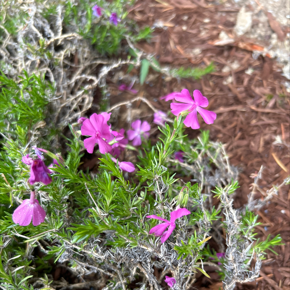 Moss Phlox plant with vibrant pink flowers, healthy and well-framed.