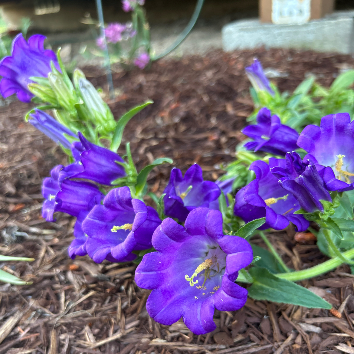 Canterbury Bells plant with vibrant purple bell-shaped flowers in bloom.