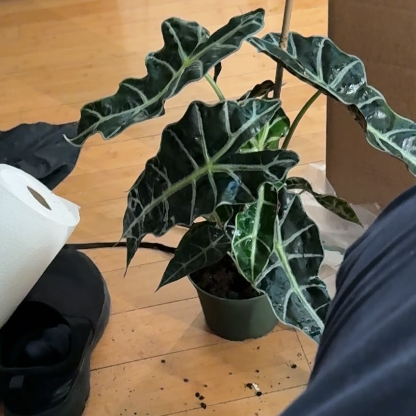 Photo of the plant species Alocasia by @HighCowbane named Beyonce on Greg, the plant care app