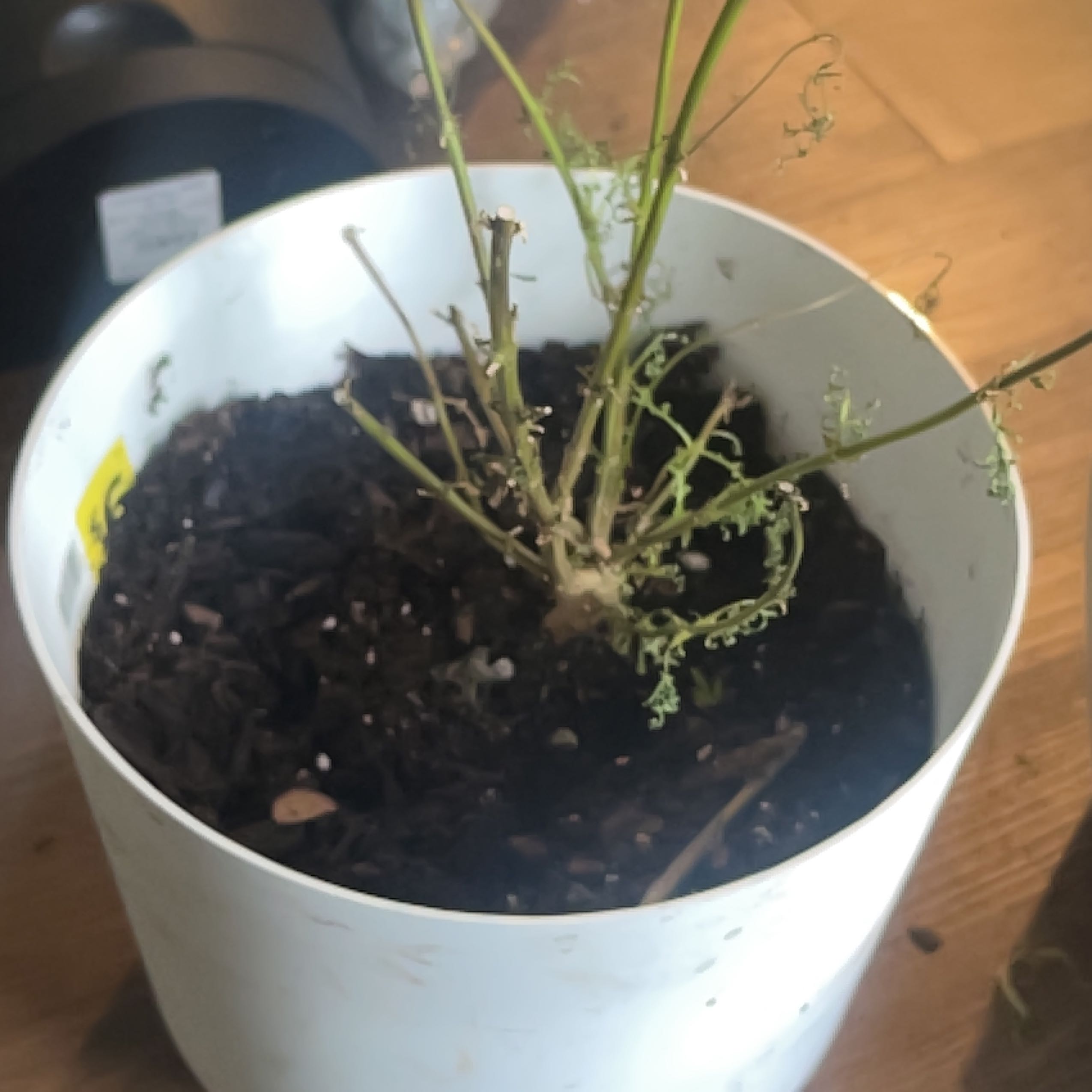 Photo of the plant species Lemmon's marigold by @FineLuckyjade named Gregarious on Greg, the plant care app