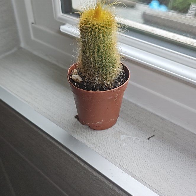 Photo of the plant species Golden Penis Cactus by @MotherDuwei named Dick on Greg, the plant care app