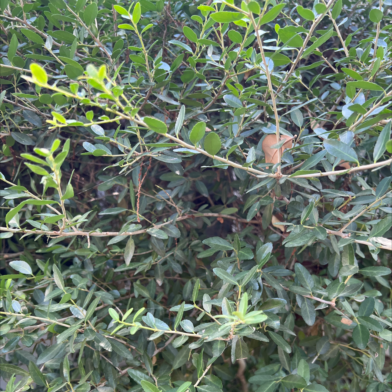 Photo of the plant species Southern Live Oak by @UnimpededKanna named Aria on Greg, the plant care app