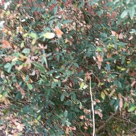Photo of the plant species Sacred Bamboo by @UnimpededKanna named Anne on Greg, the plant care app