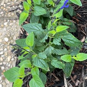Photo of the plant species Anise-Scented Sage by @UnimpededKanna named Dolores on Greg, the plant care app