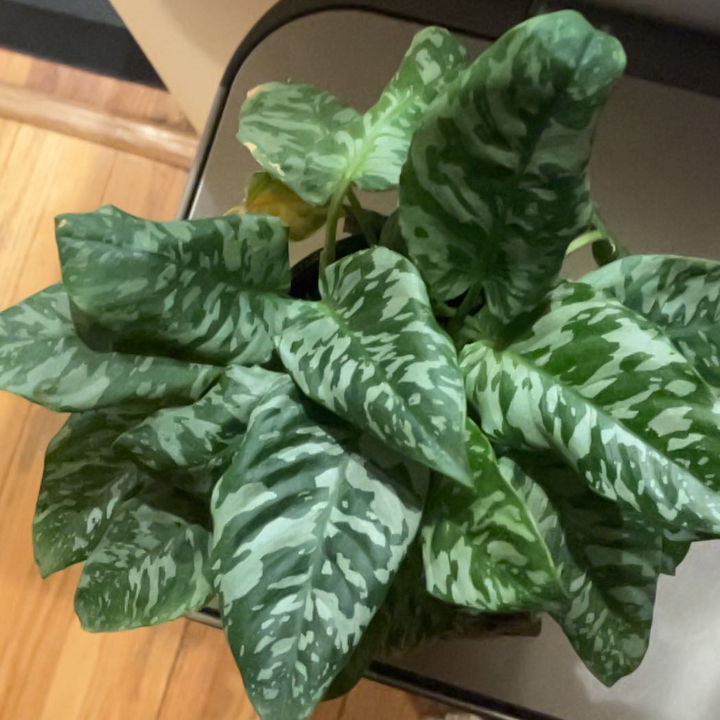 Photo of the plant species Schismatoglottis Thailand by @ShinySunbright named Kobe on Greg, the plant care app