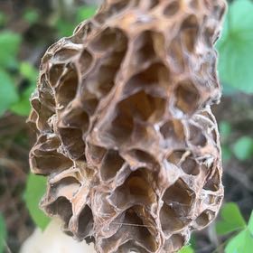 Photo of the plant species Sacred Lotus by @UpliftingCobnut named Muhammad Ali on Greg, the plant care app