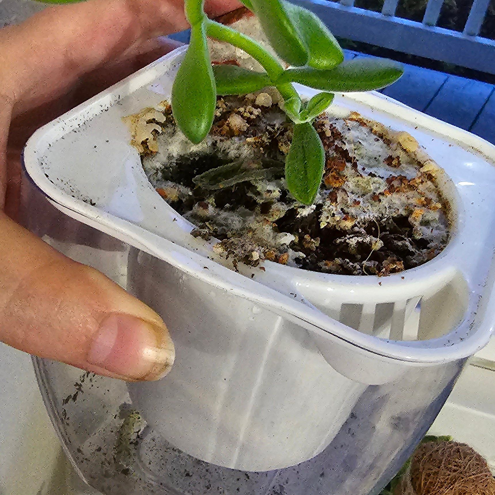 A small Jade Plant in a white pot with visible mold on the soil, held by a hand.