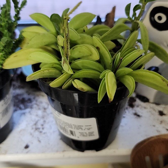 Plant care for European Mistletoe on Greg, the plant care app