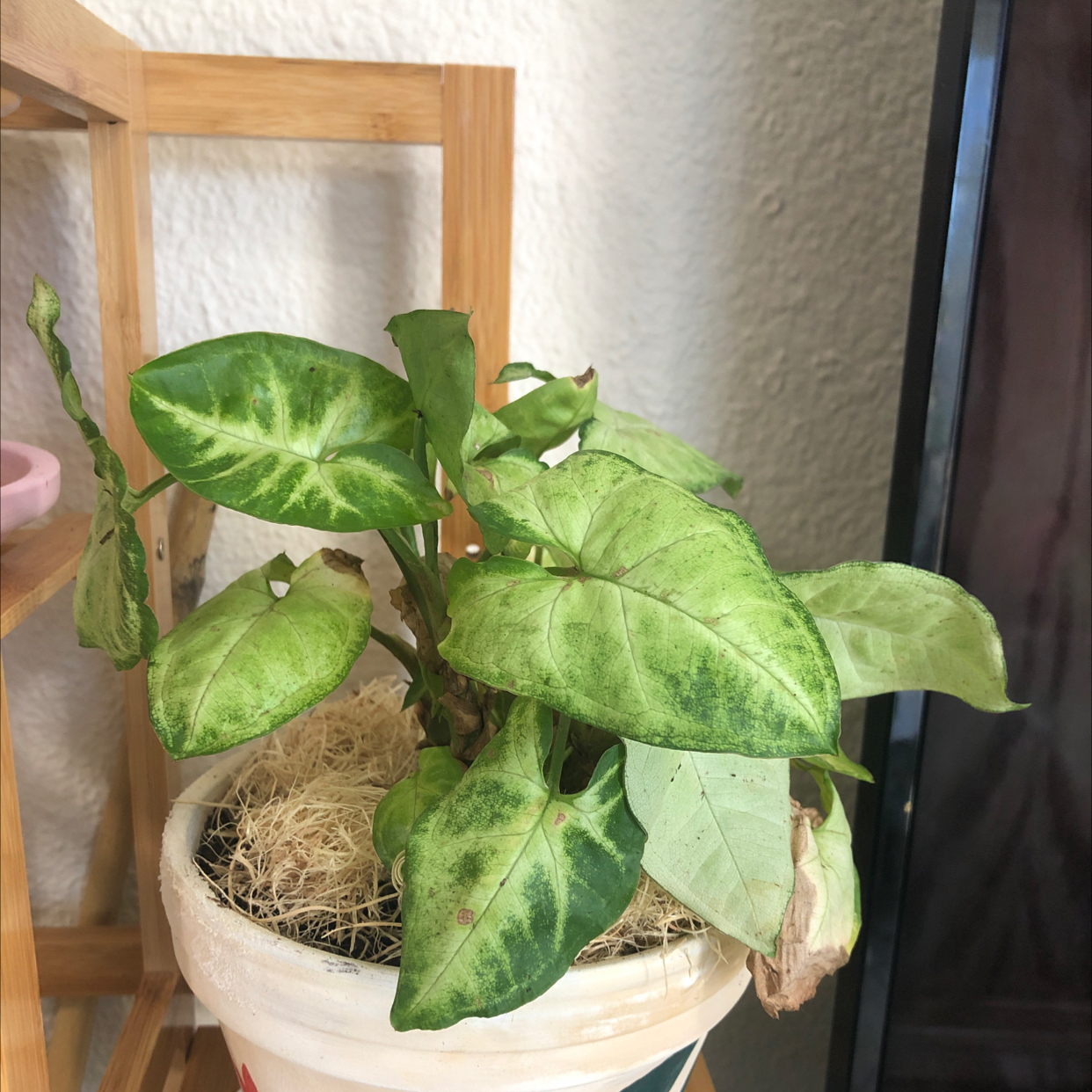 Syngonium 'White Butterfly' plant in a pot with some yellowing and browning leaves.