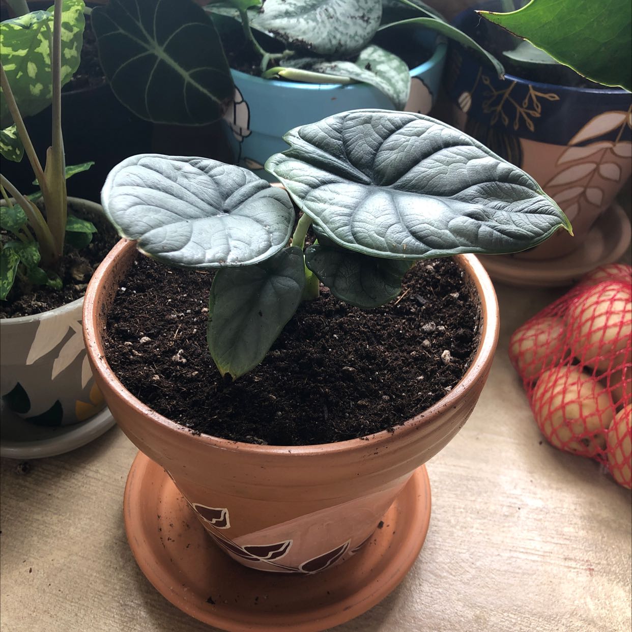 Potted Alocasia 'Dragon Scale' plant with textured leaves in a terracotta pot.