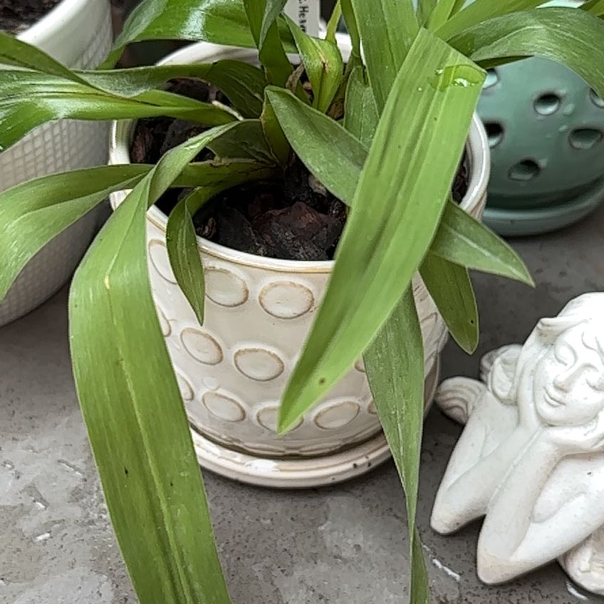 Photo of the plant species Heaven Scent Orchid by @OpulentCatpalm named Lola on Greg, the plant care app