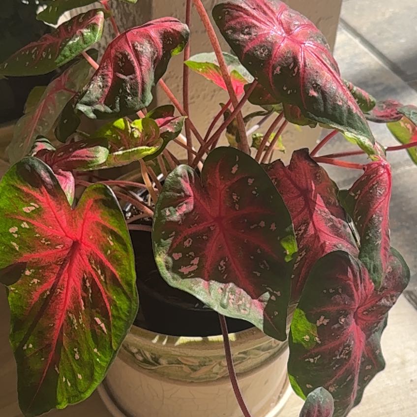 Photo of the plant species White Christmas Angel Wings by @OpulentCatpalm named Madonna on Greg, the plant care app
