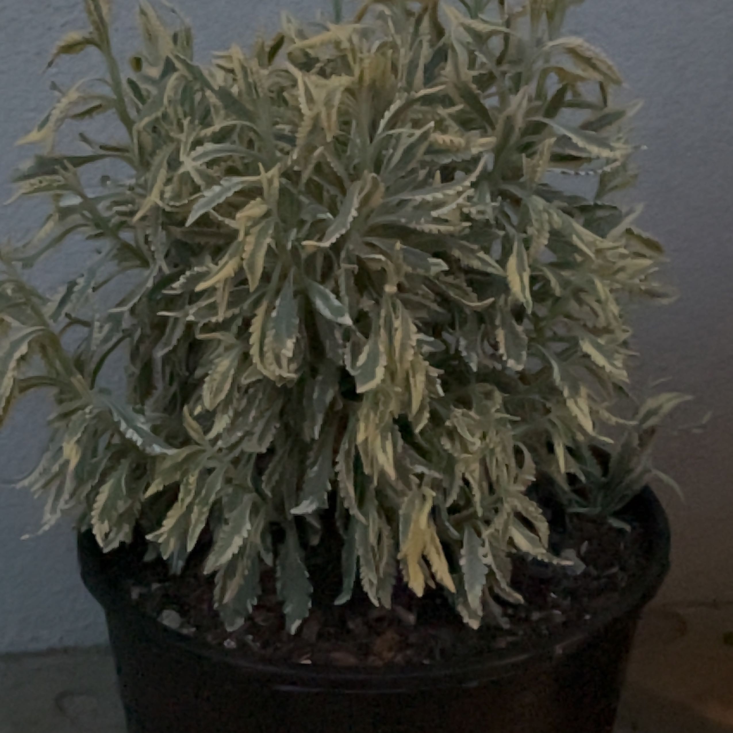 Photo of the plant species Meerlo Lavender by @EquitableGreen named Osmo on Greg, the plant care app