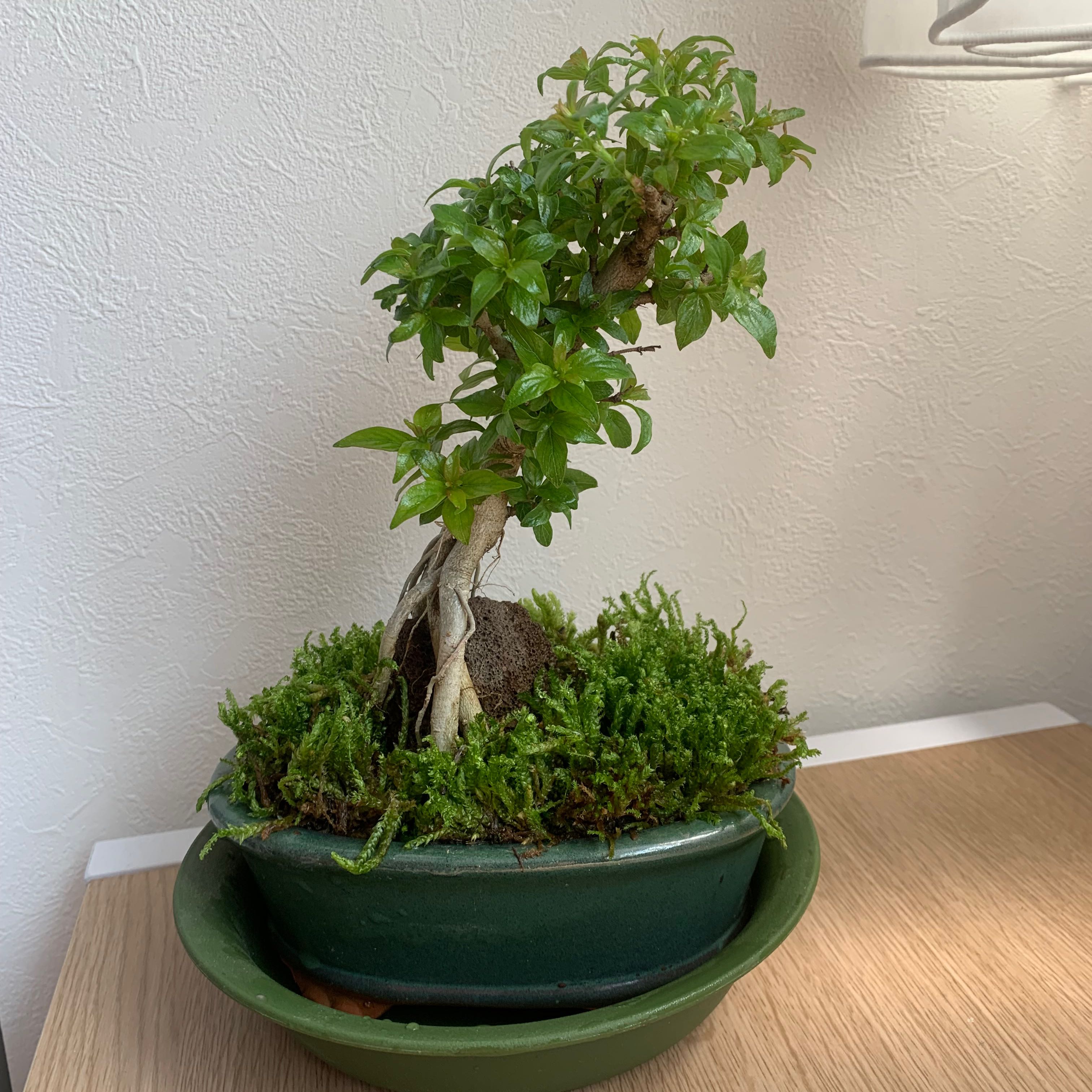 Photo of the plant species Taniwatarinoki by @TokyoHiro named Kotani on Greg, the plant care app