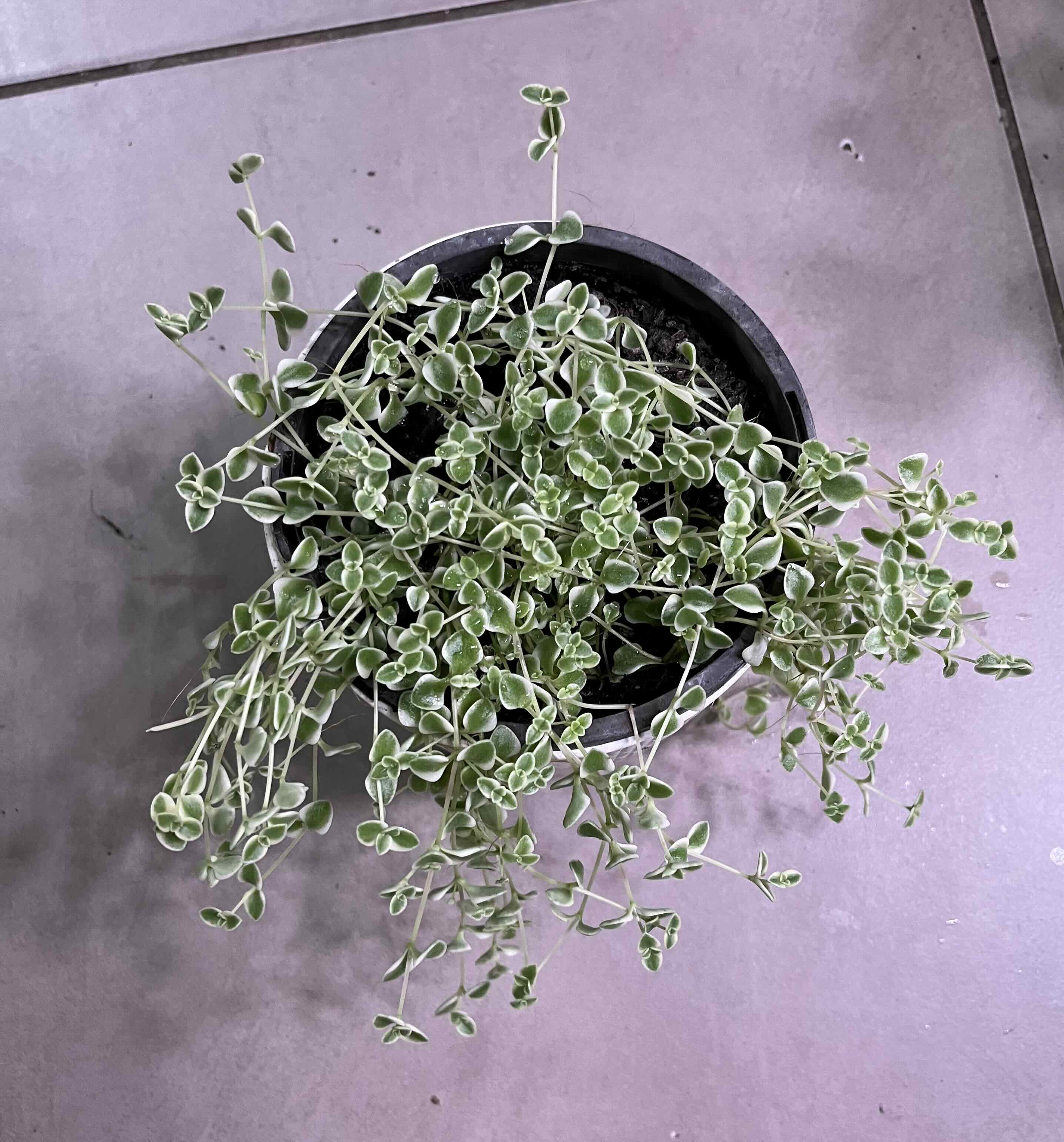 Sedum 'Little Missy' plant in a pot, healthy with green leaves.