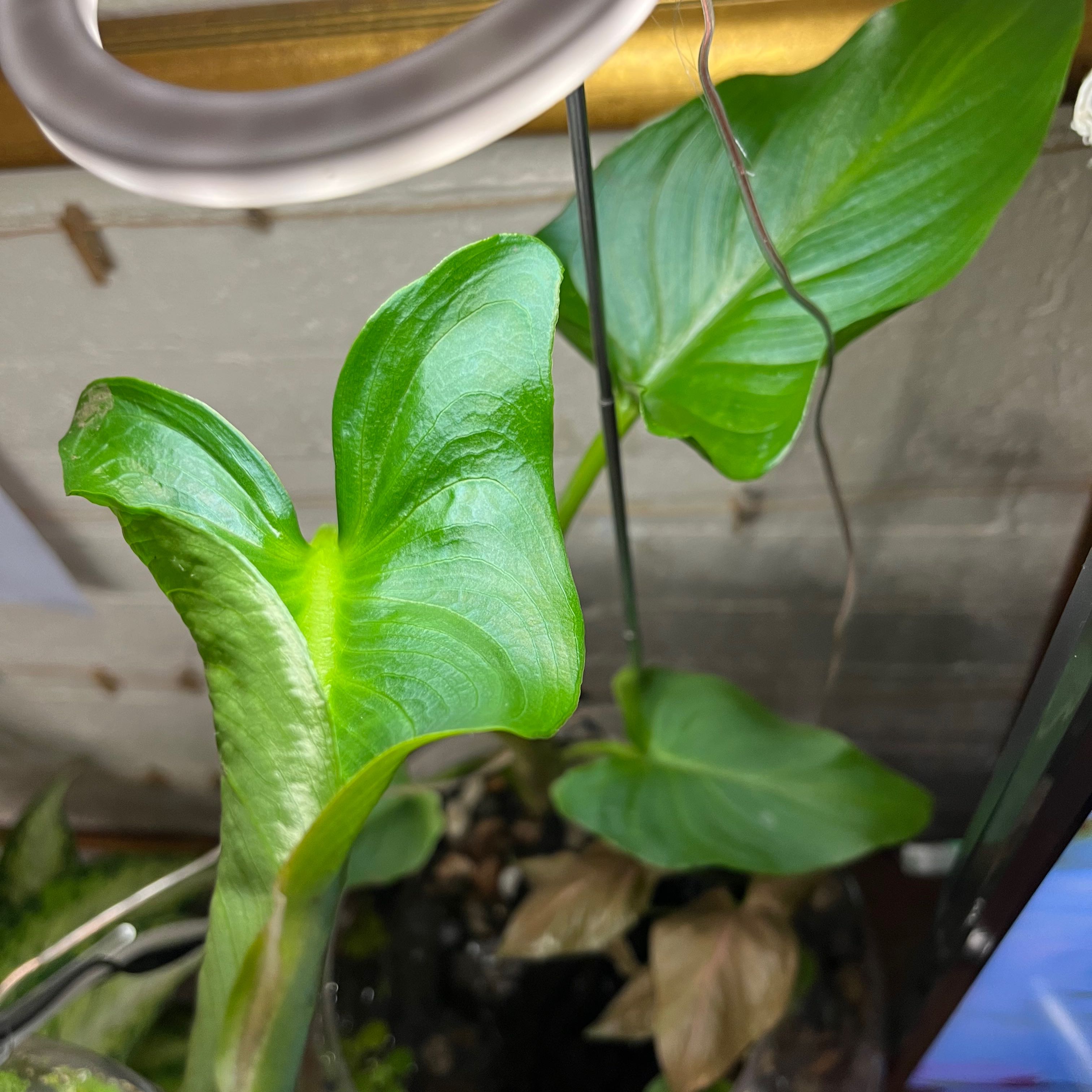Green Arrow-Arum plant with healthy green leaves and visible soil.