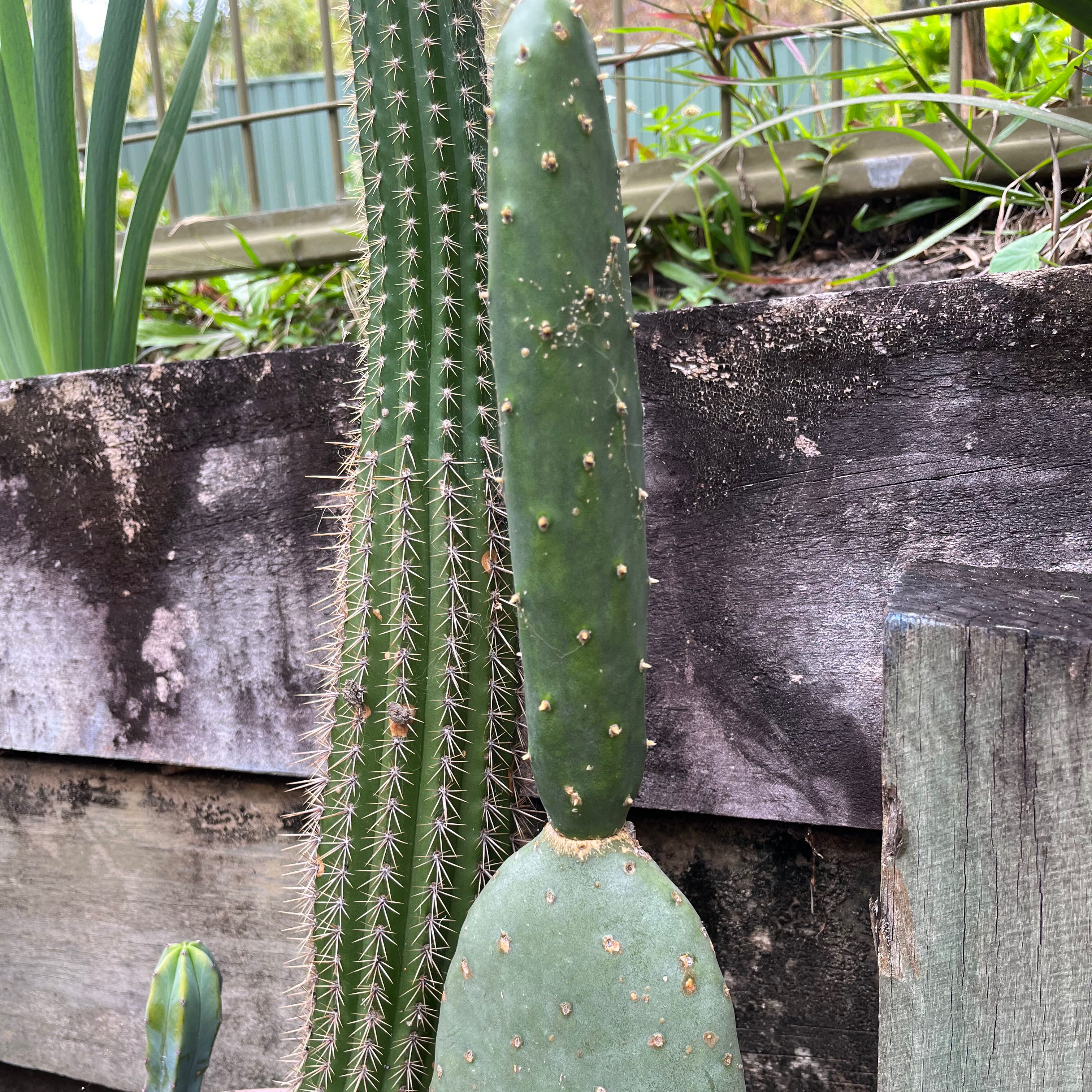 Photo of the plant species Opuntia cacanapa 'Ellisiana' by @ProTitanarum named Princess Peach on Greg, the plant care app