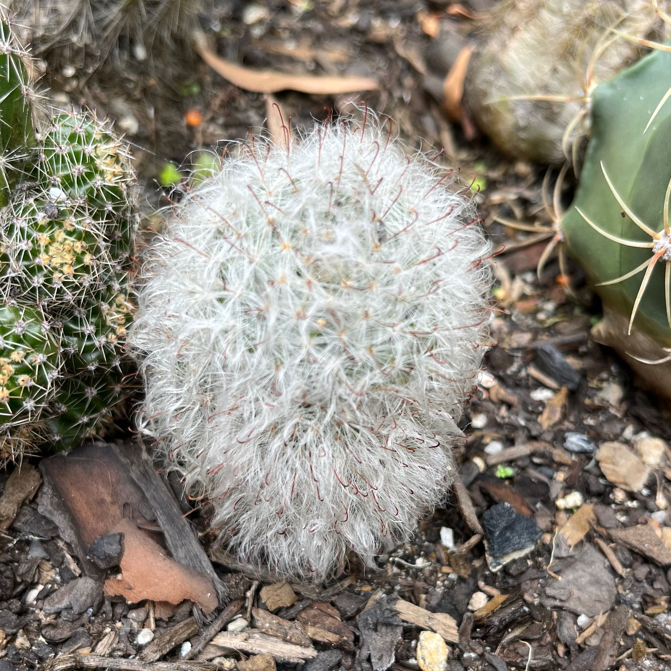 Peruvian Old Lady Cactus with white, hairy appearance in well-draining soil.