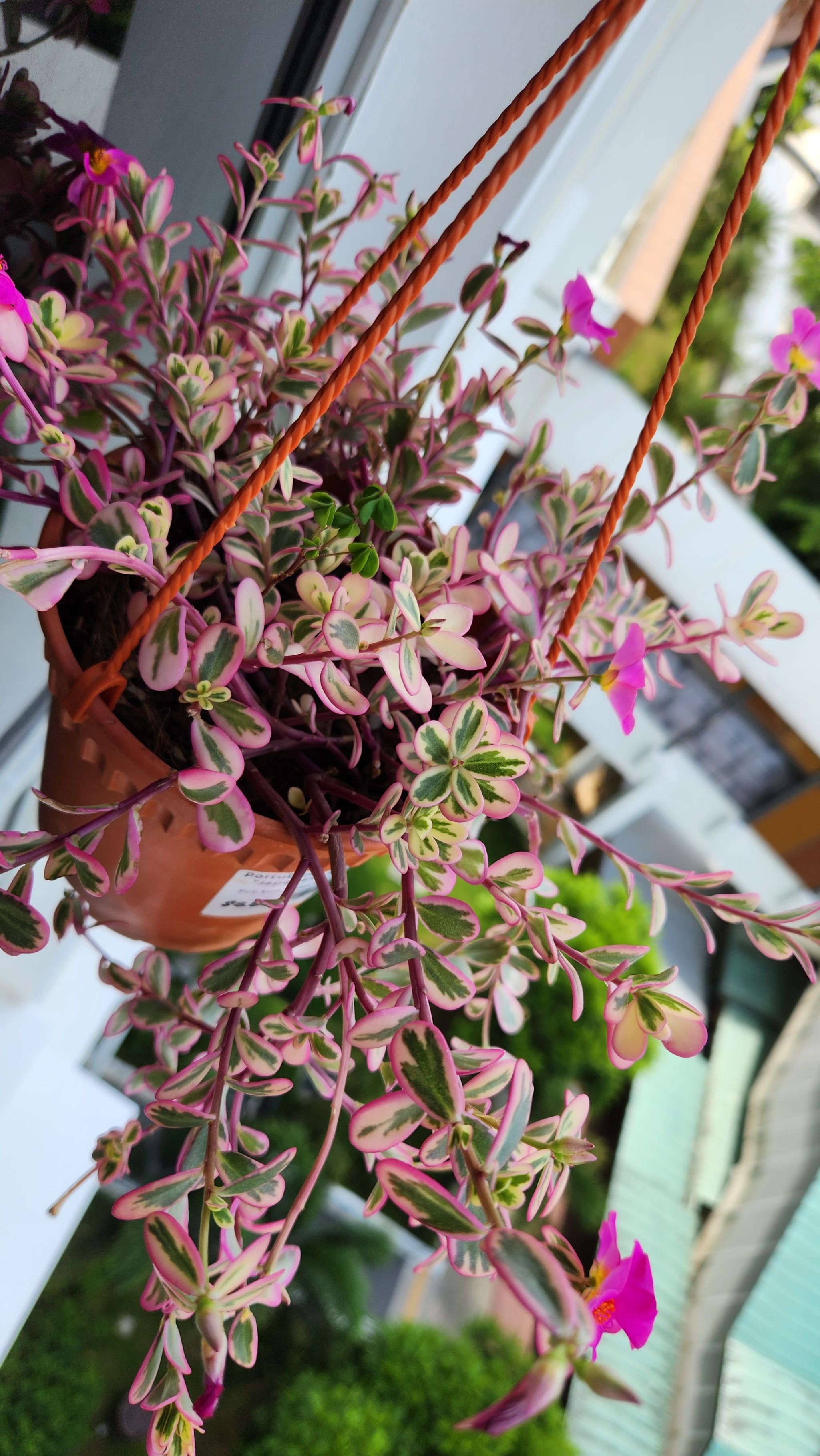 Photo of the plant species Portulaca oleracea 'Variegata' by @ExecutivePignut named Emily on Greg, the plant care app