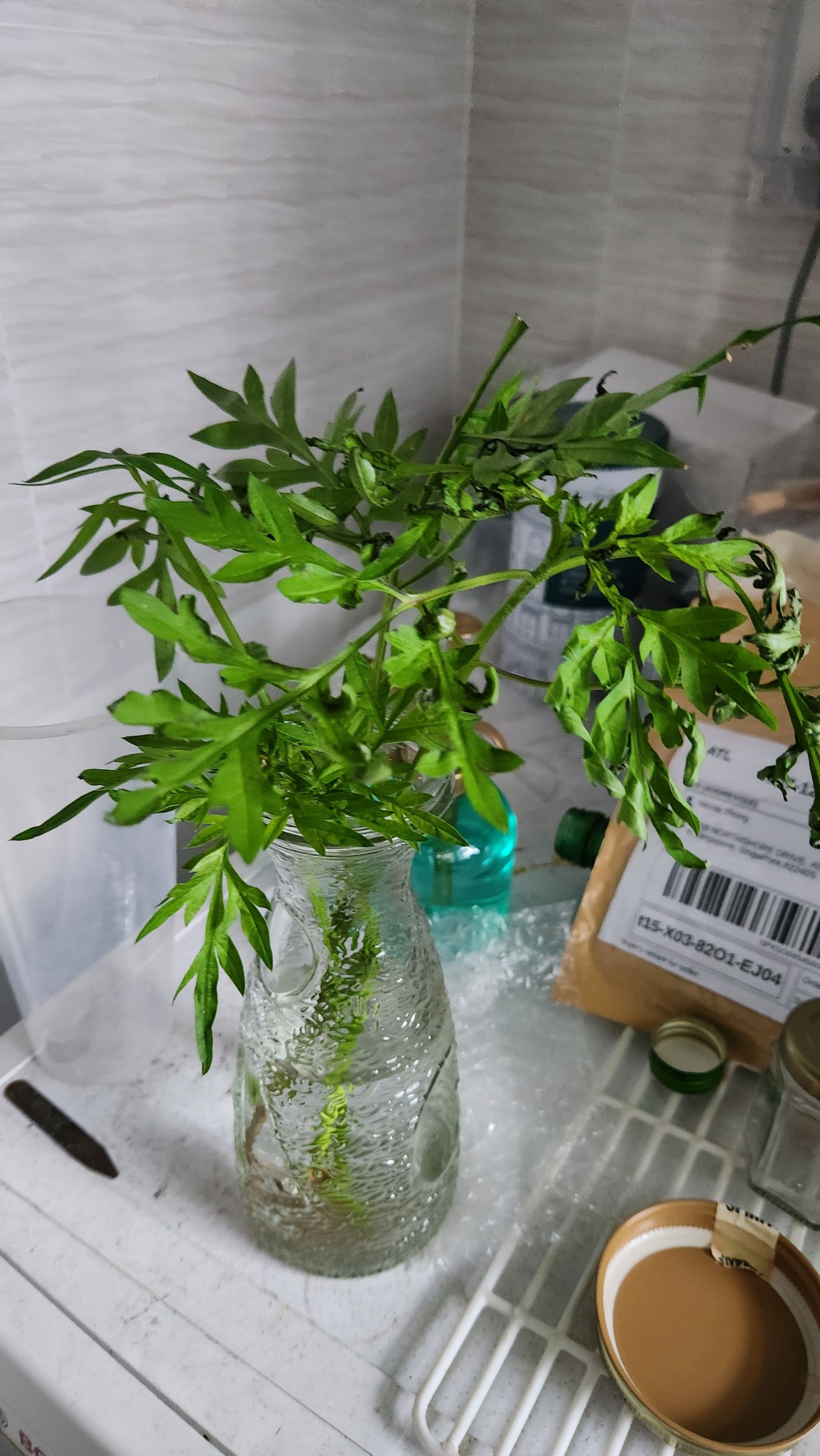 Photo of the plant species Wild Cosmos by @ExecutivePignut named Eva on Greg, the plant care app