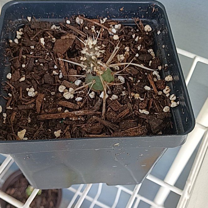 Photo of the plant species Devil's Spineflower by @SultryComet named Sage on Greg, the plant care app