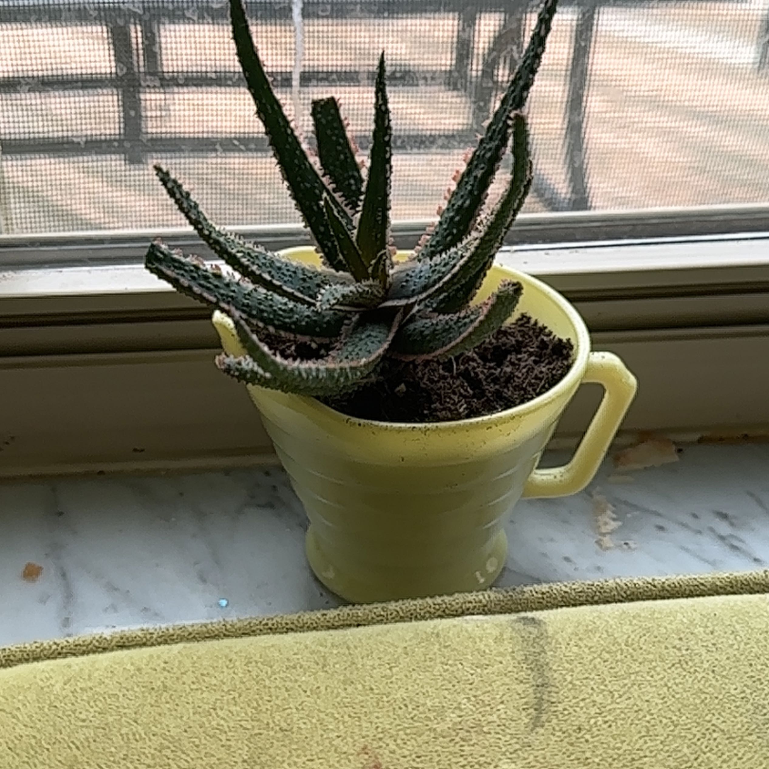 A healthy Aloe 'Christmas Carol' plant in a yellow pot on a windowsill.