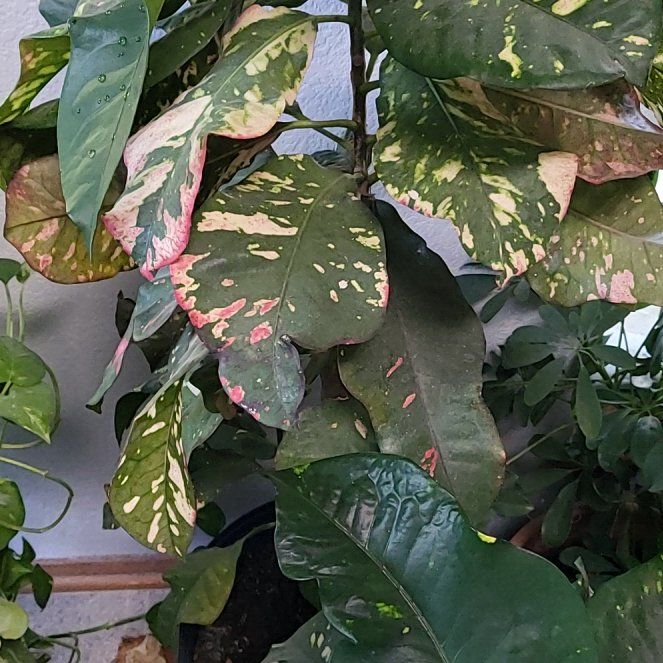 Photo of the plant species Croton 'Magnificent' by @ContentYuzutree named da Vinci on Greg, the plant care app