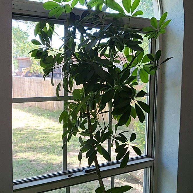 Photo of the plant species umbrella plant by @ContentYuzutree named Michelle Branch on Greg, the plant care app
