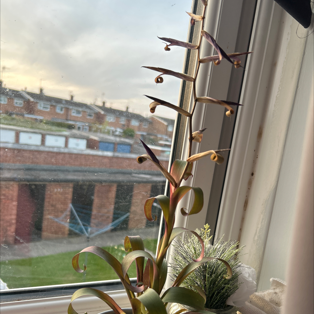 Photo of the plant species Tillandsia leiboldiana 'Mora' by @GivingSuriana named Purple Plant on Greg, the plant care app