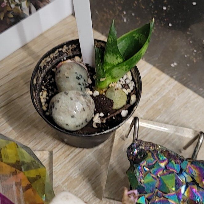 Photo of the plant species snake plant by @GuruSagebush named Sonora on Greg, the plant care app