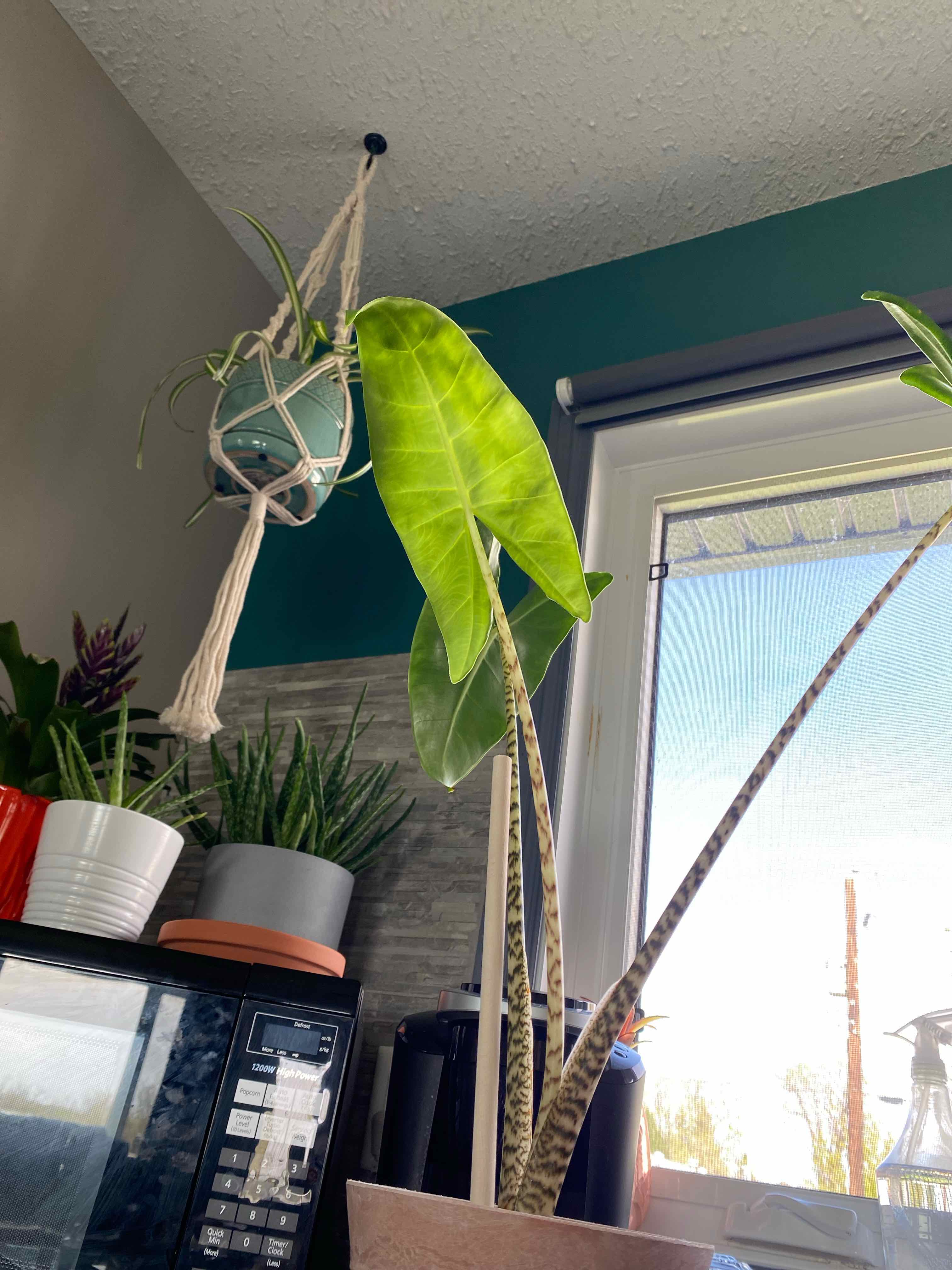 Zebra Elephant Ear plant indoors near a window, with healthy green leaves and zebra-patterned stems.