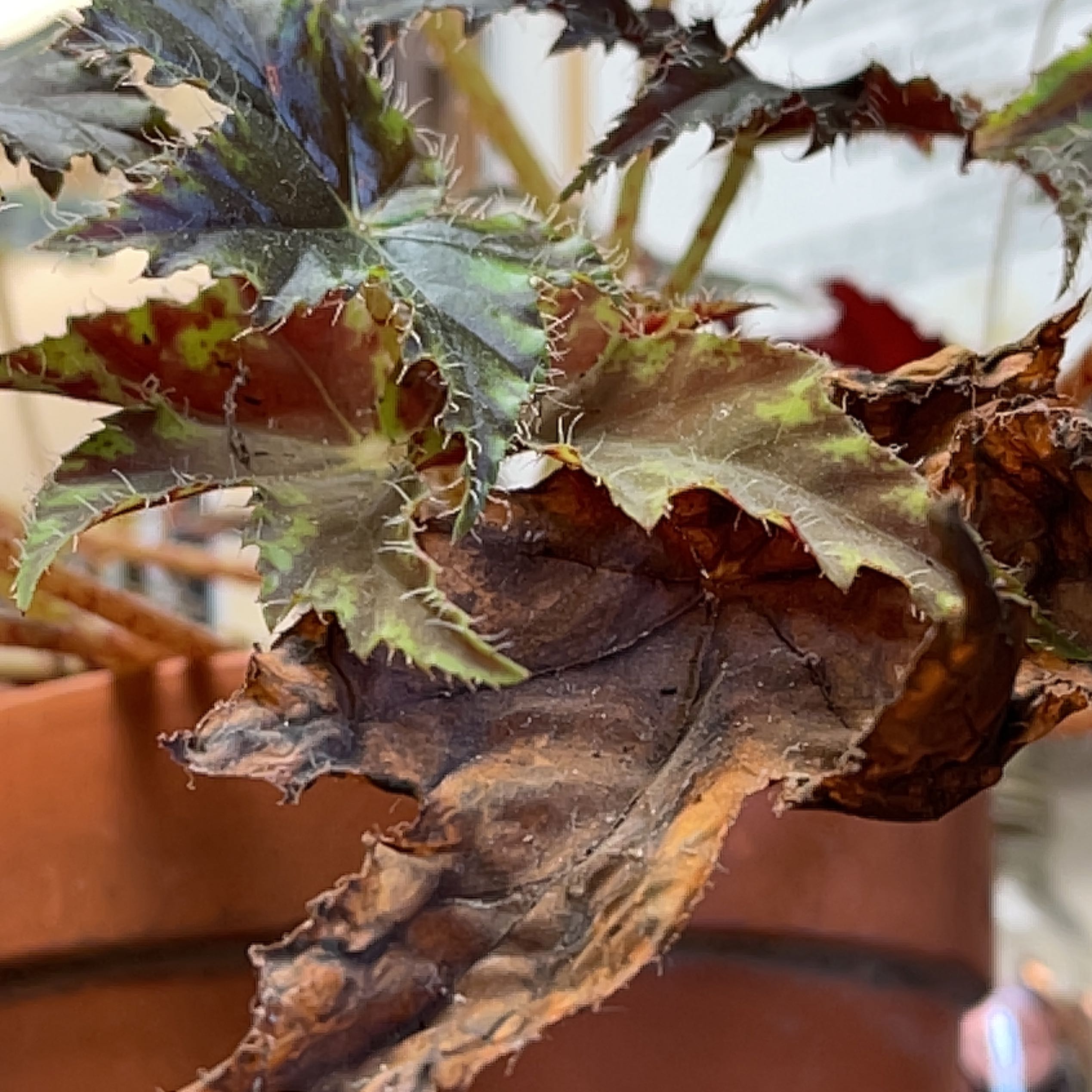Photo of the plant species Begonia 'Black Velvet' by @JazzyCalendula named Mochi on Greg, the plant care app