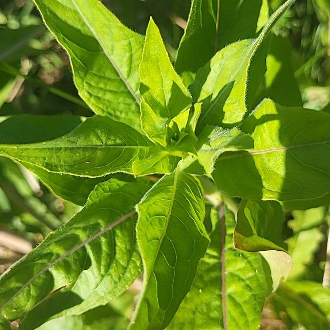 Photo of the plant species Mississippi Loosestrife by @CulturedGinseng named Doja Cat on Greg, the plant care app