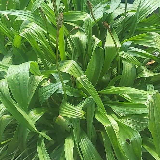 Photo of the plant species Ribwort Plantain by @CulturedGinseng named Elina on Greg, the plant care app