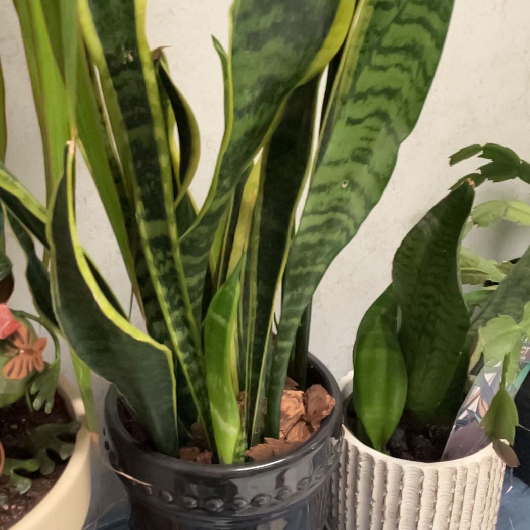 Morgan Treeman | A plant by @WhizCuttings on Greg